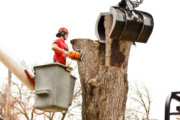 Best Tree Removal  in Steubenville, OH